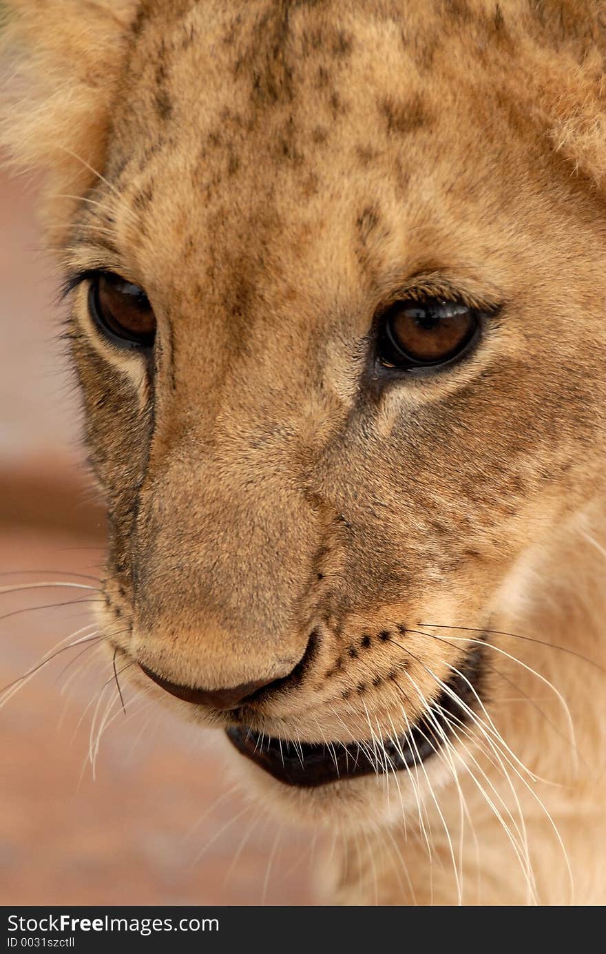 Lion Cub, South Africa