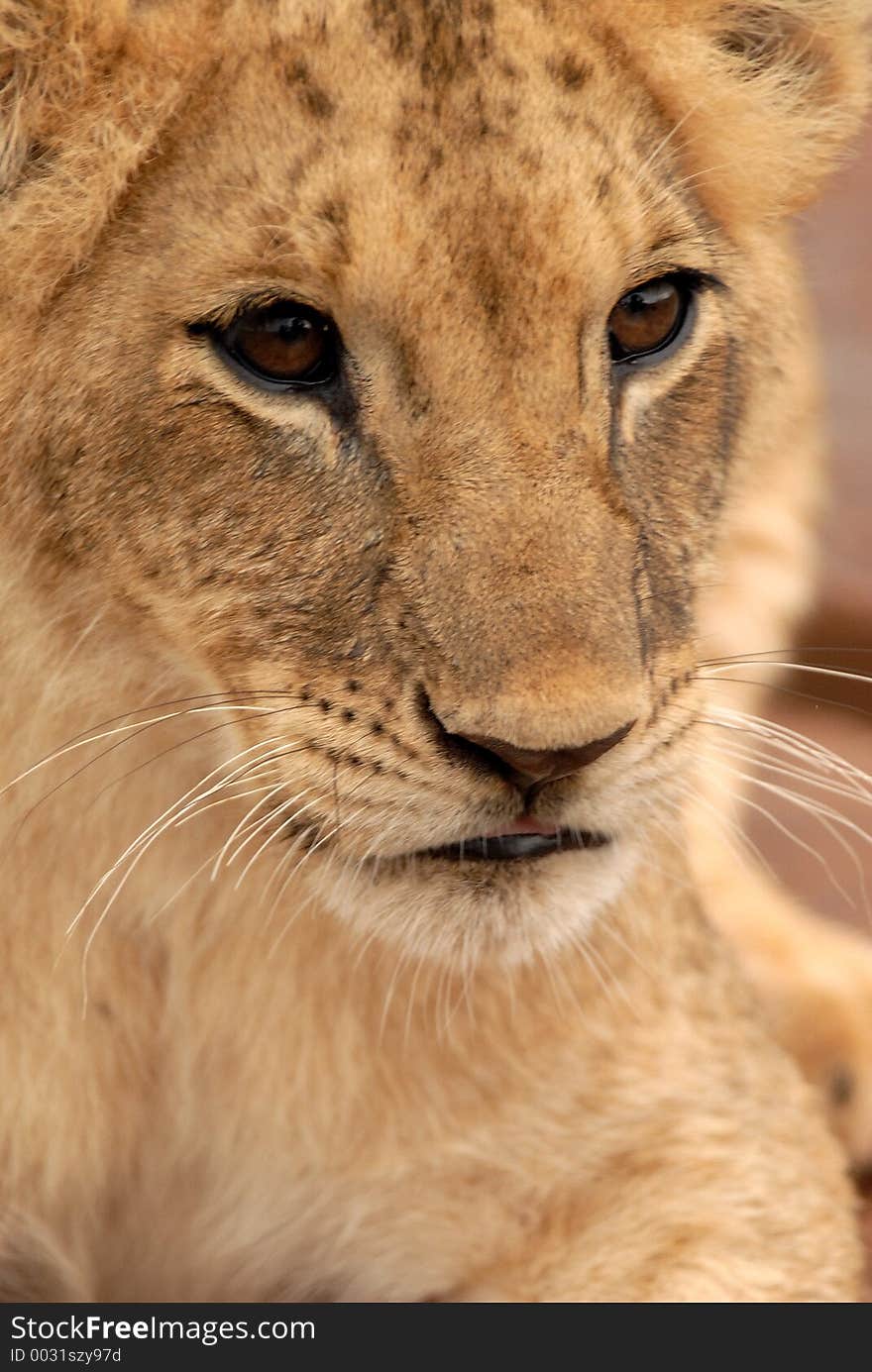 Lion Cub, South Africa