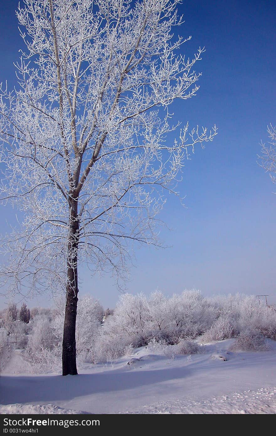 Frosted Trees