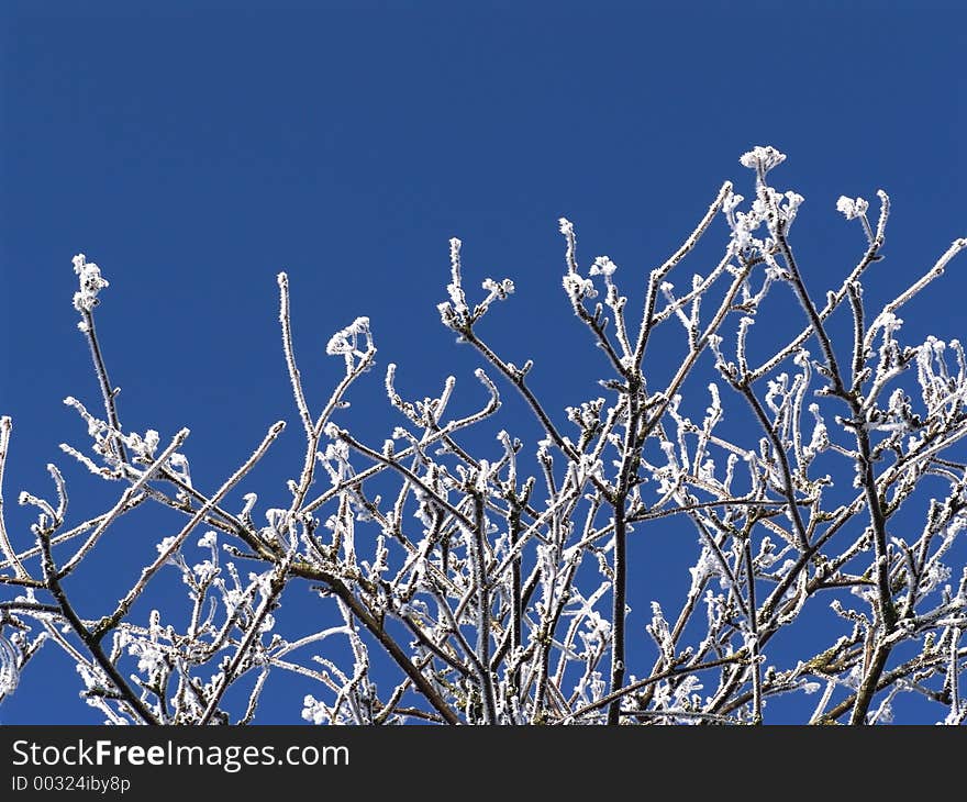 frosted branches. frosted branches