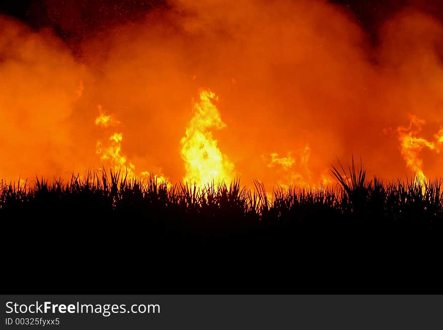 Sugar cane burned