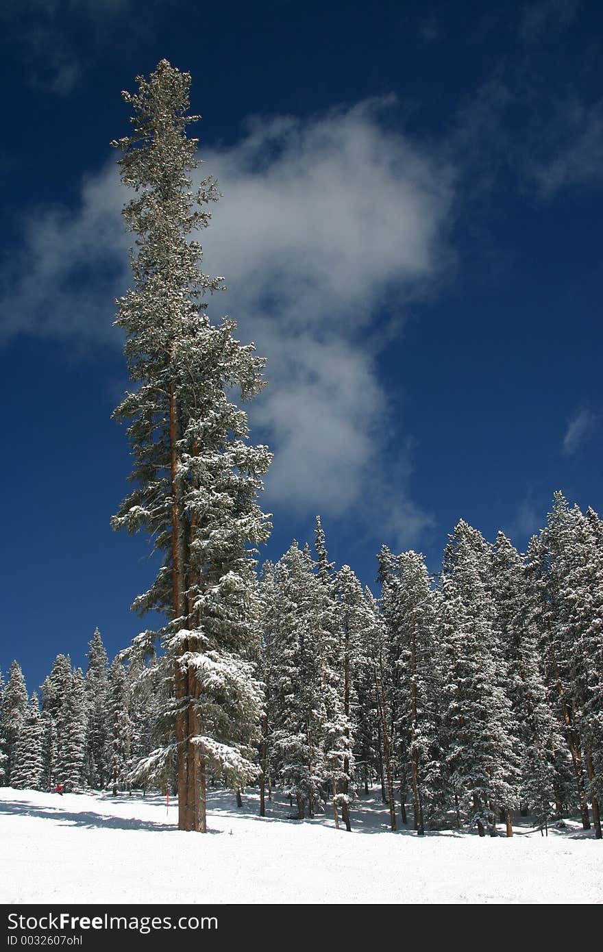 Trees in the winter. Trees in the winter