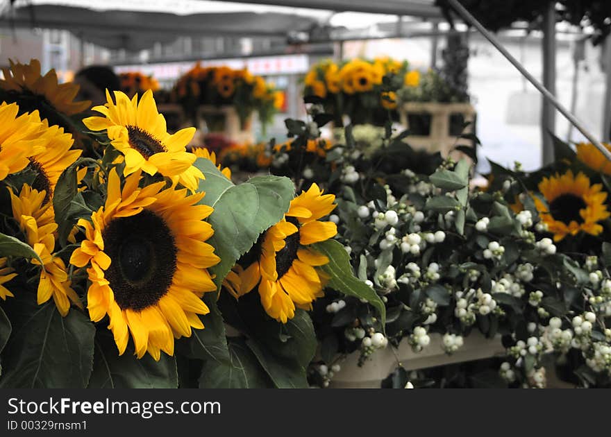 Sunflowers in a flower shop