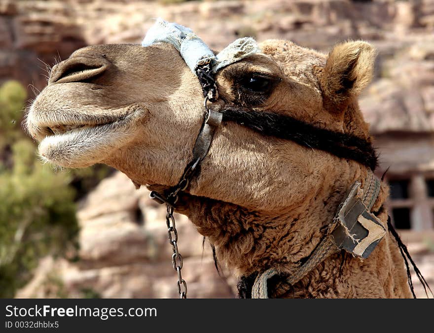 Camel Portrait