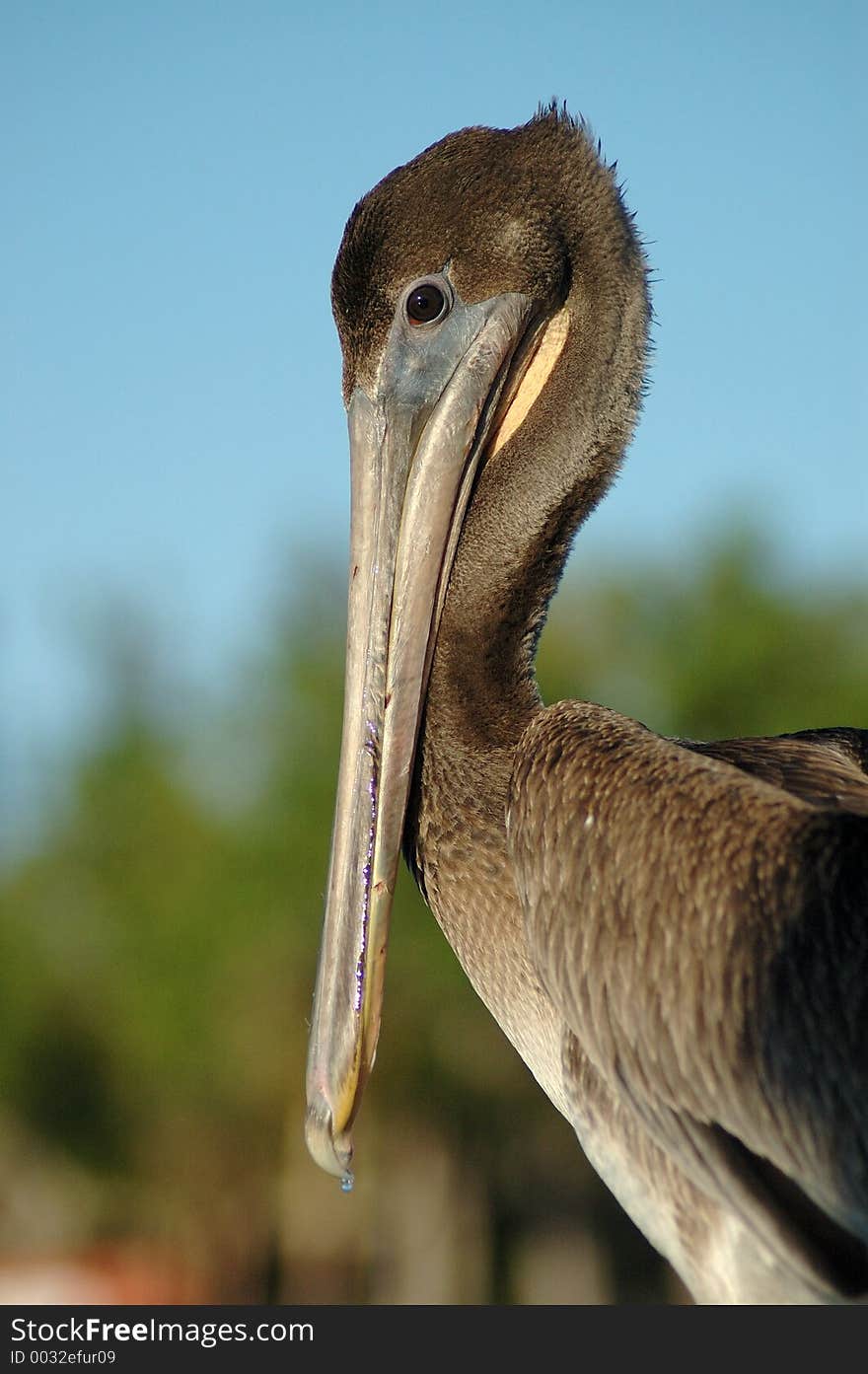 Pelican Pete