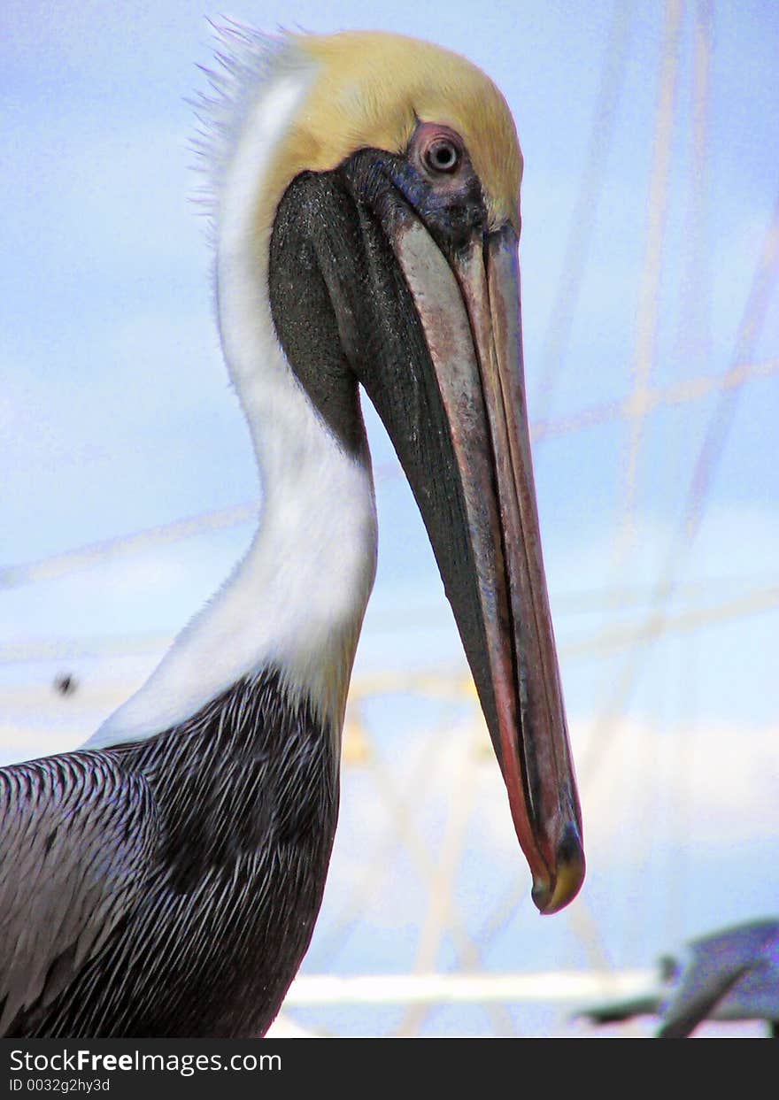 Pelican