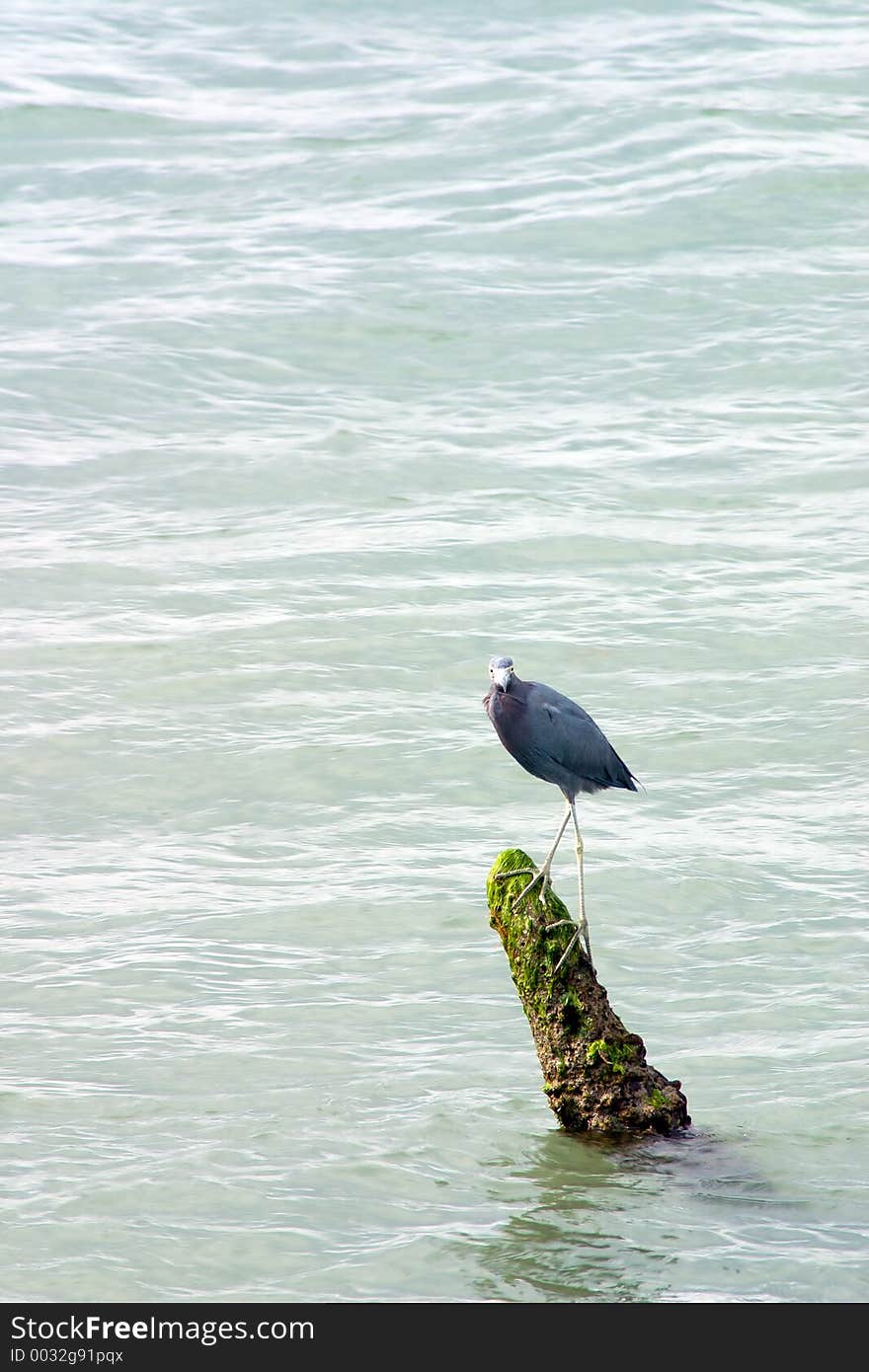 Great Blue Heron standing on protruding branch in river