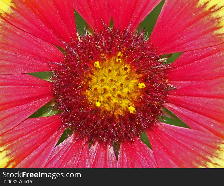 In a photo a core of flower Helenium sp. Original date/time: 2005:07:15. In a photo a core of flower Helenium sp. Original date/time: 2005:07:15.