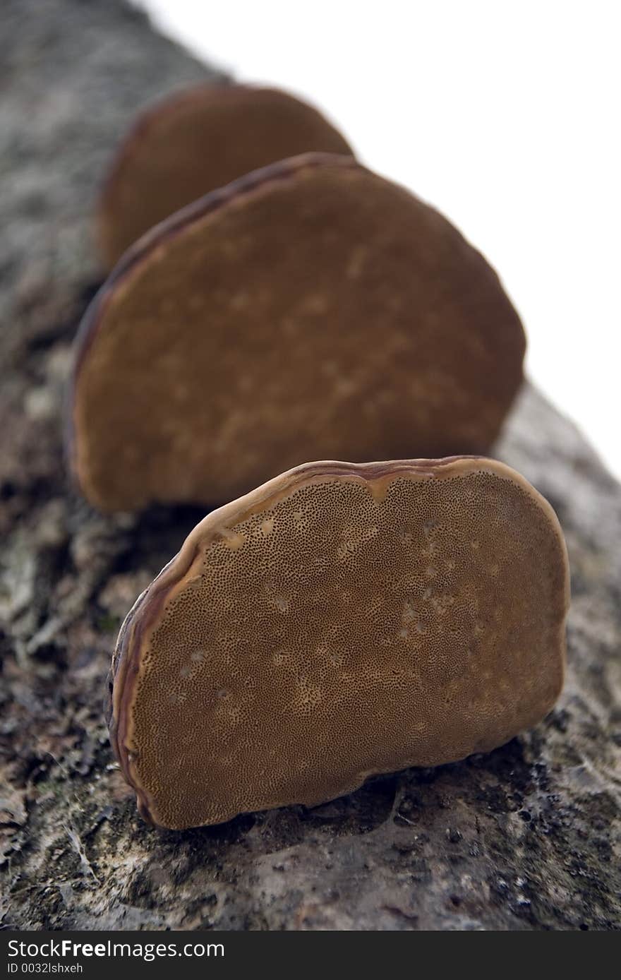 Tree mushrooms