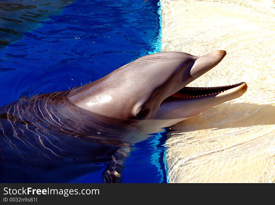 Dolphin at the Siegfried and Roy's Dolphin Habitat at Mirage Resort Hotel, Las Vegas