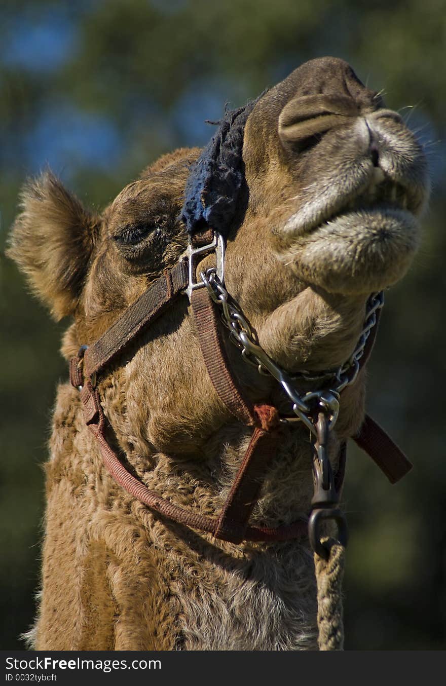 Camel (Camelus dromedarius) looks down at viewer. Camel (Camelus dromedarius) looks down at viewer