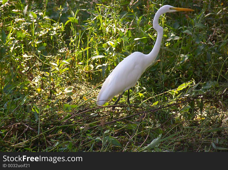 Egret