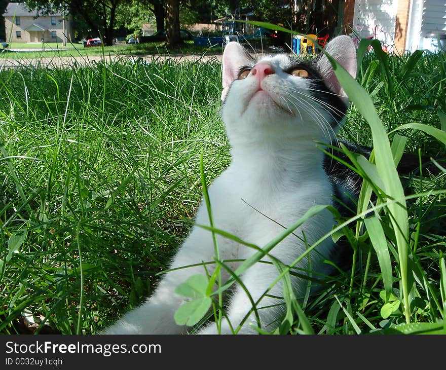 White Kitten