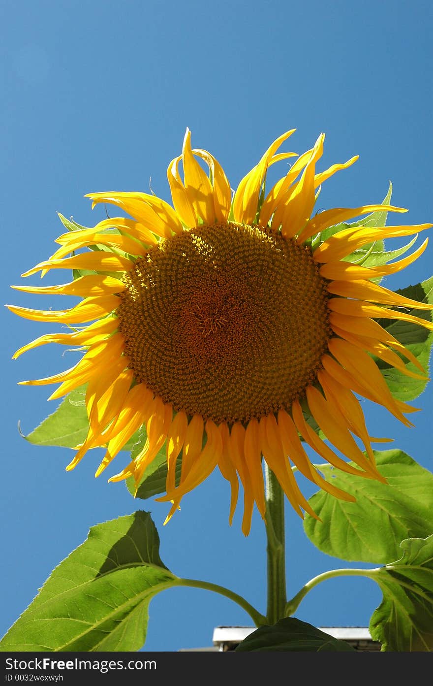 Big Sunflower IV