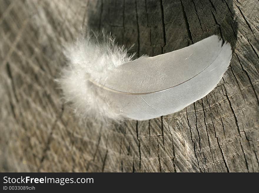 Fluff on old wood