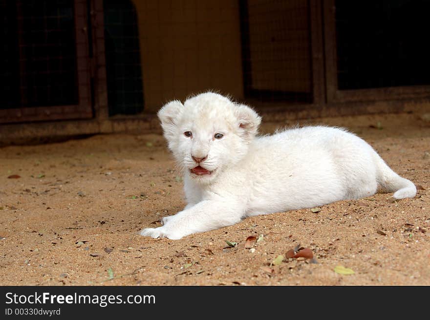 White lion cub