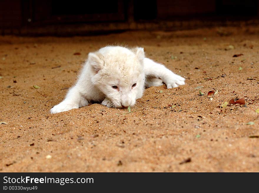 White Lion Cub