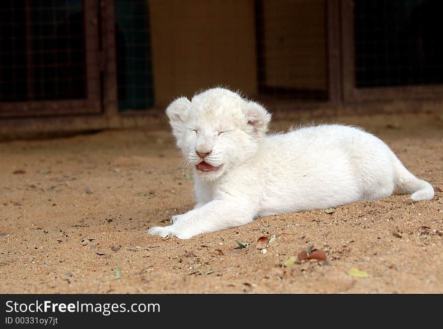 White Lion Cub