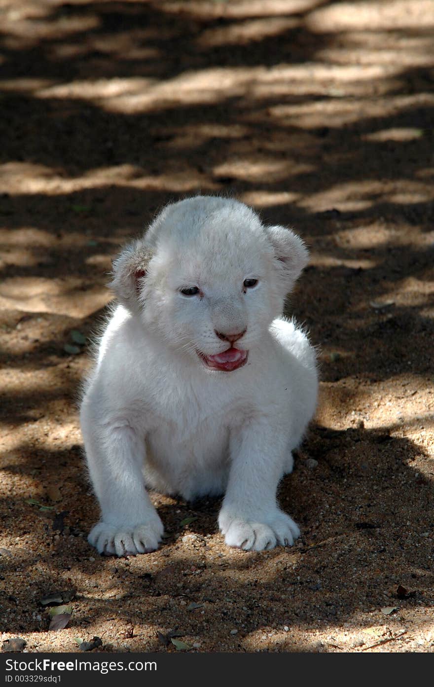 White lion