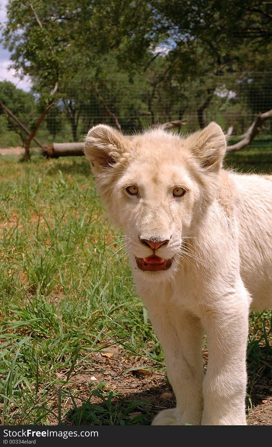 White lion