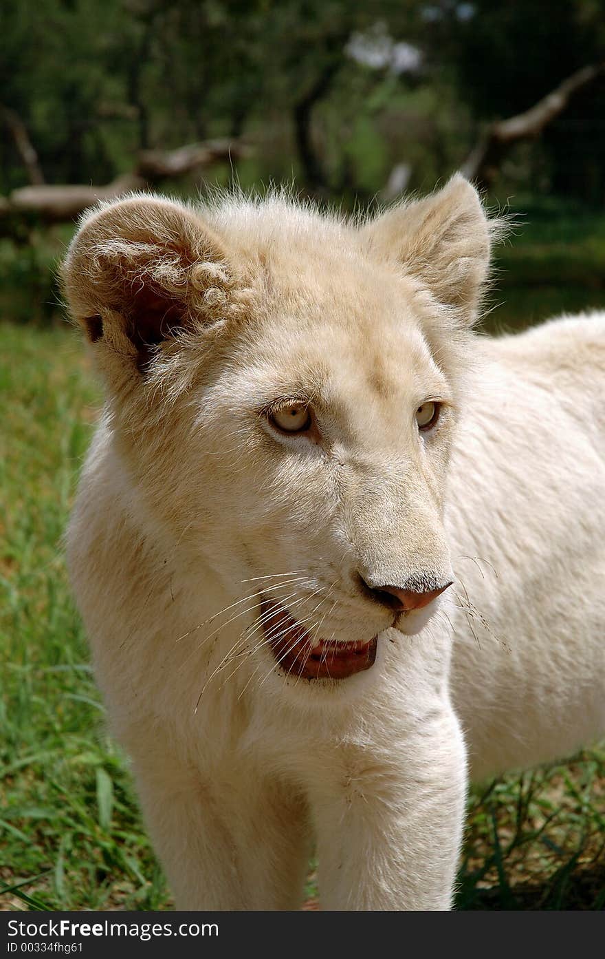 White lion