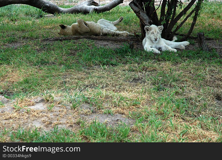 White lion