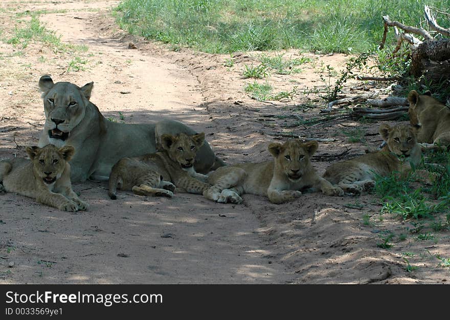 The king of the animal kingdom. The king of the animal kingdom