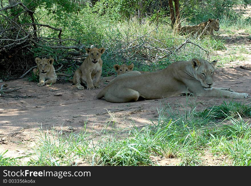 The king of the animal kingdom. The king of the animal kingdom