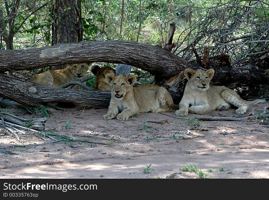 The king of the animal kingdom. The king of the animal kingdom