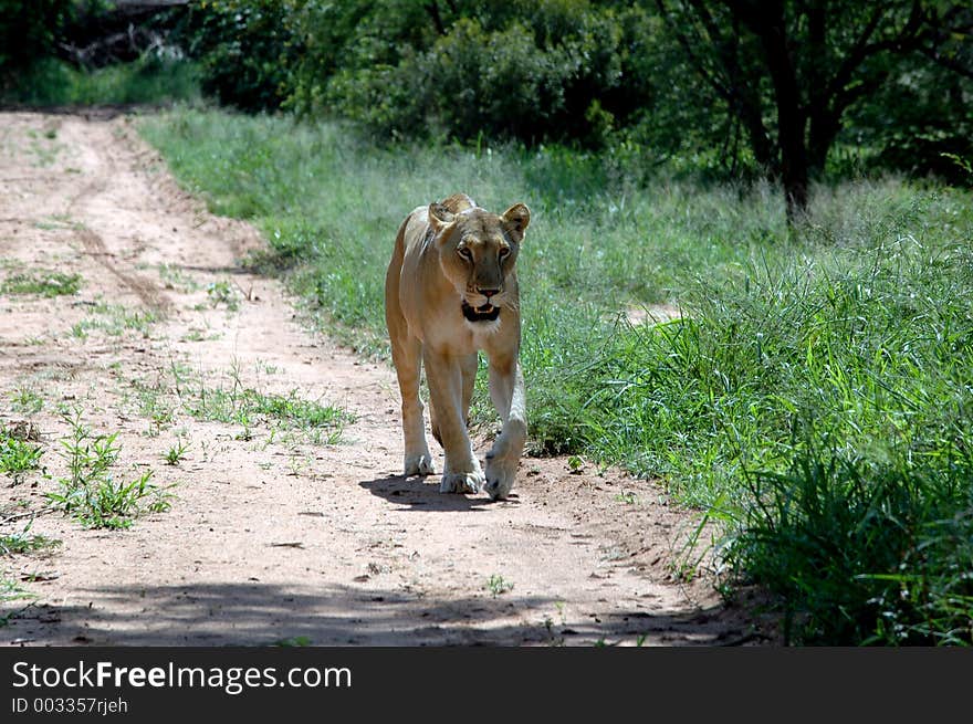 The king of the animal kingdom. The king of the animal kingdom