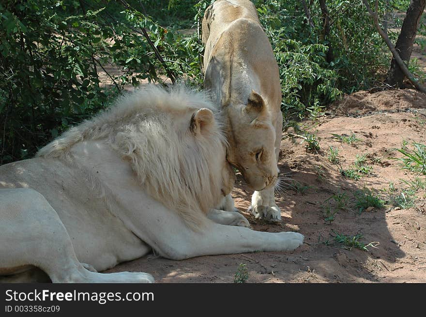 White lion