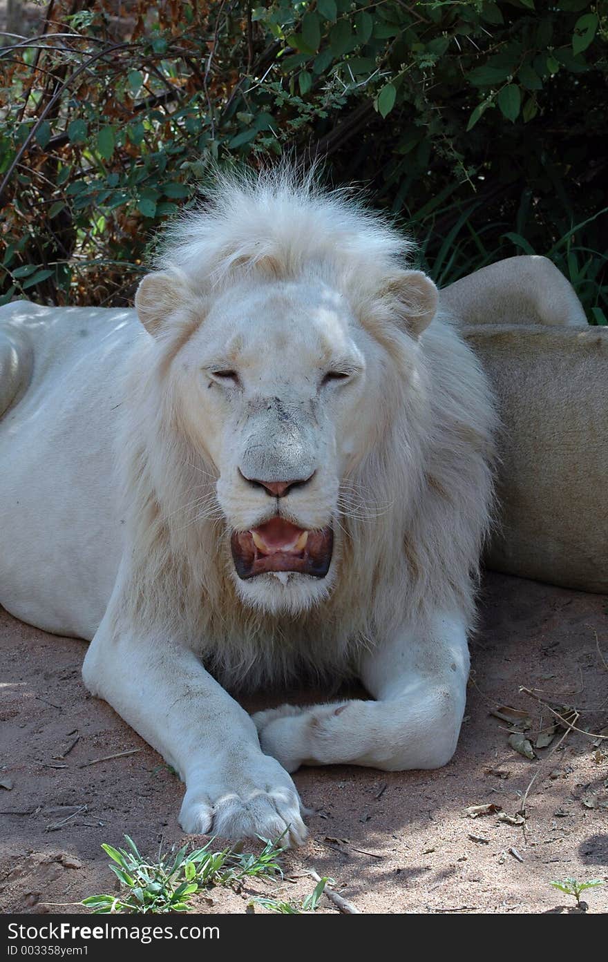 White lion