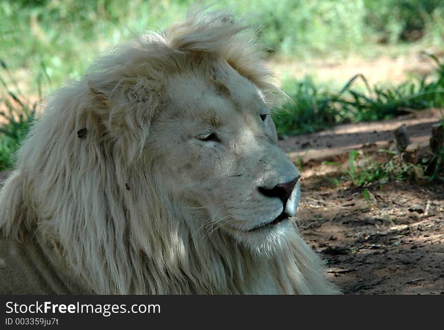 White lion