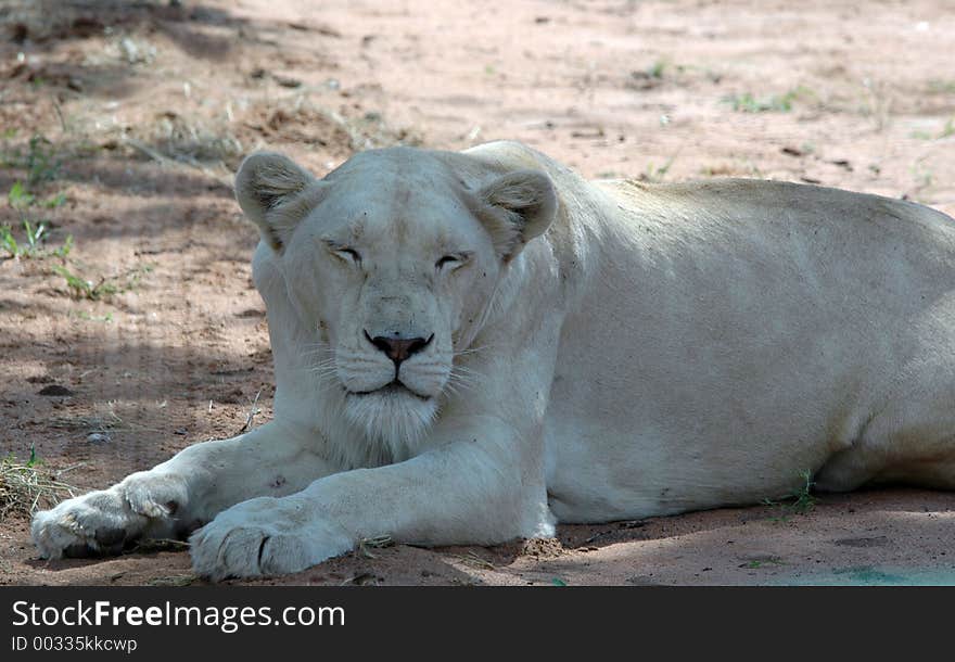 White lion