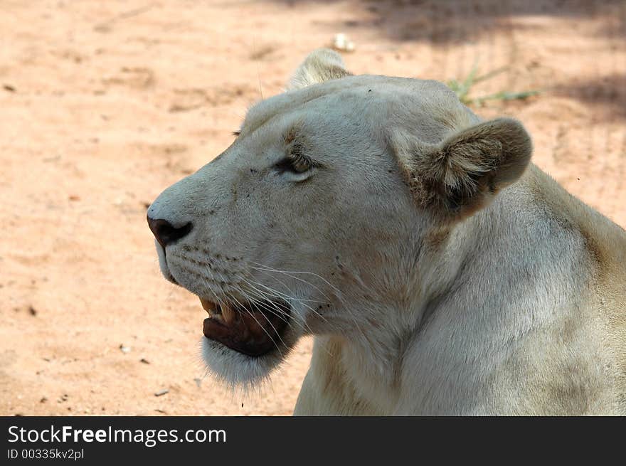 White lion