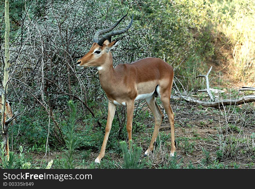 Impala male