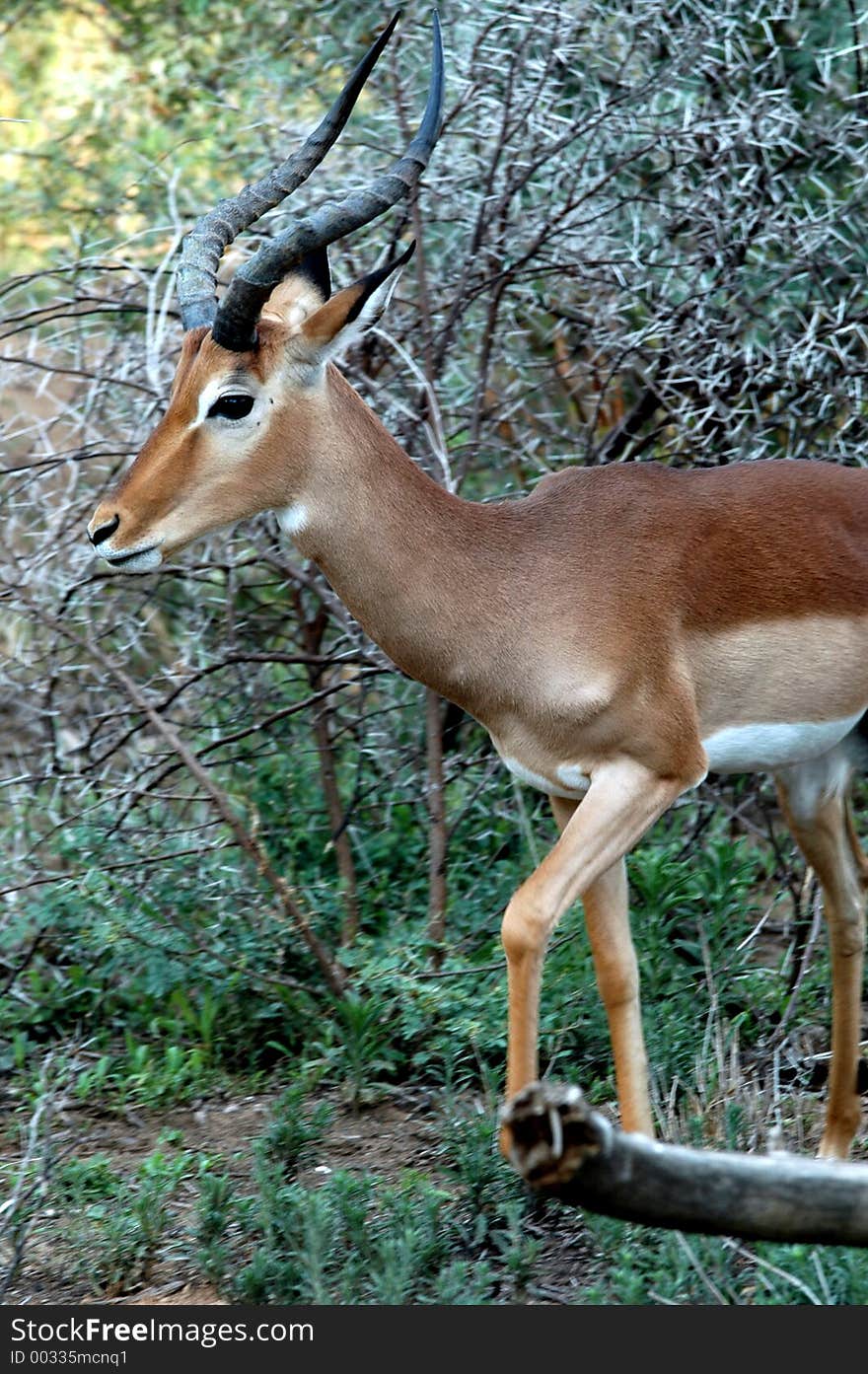 Impala male