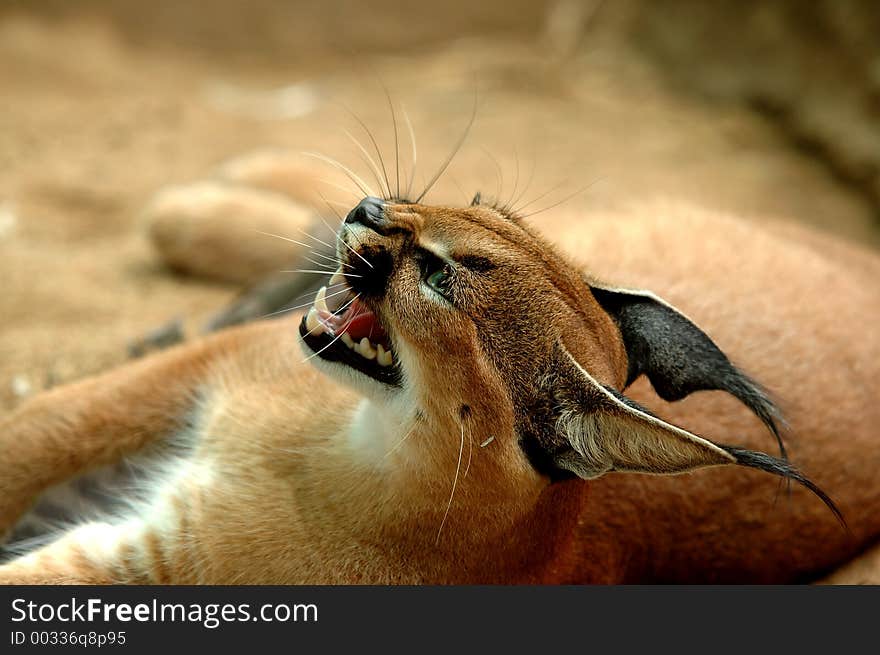 Caracal with mouth open