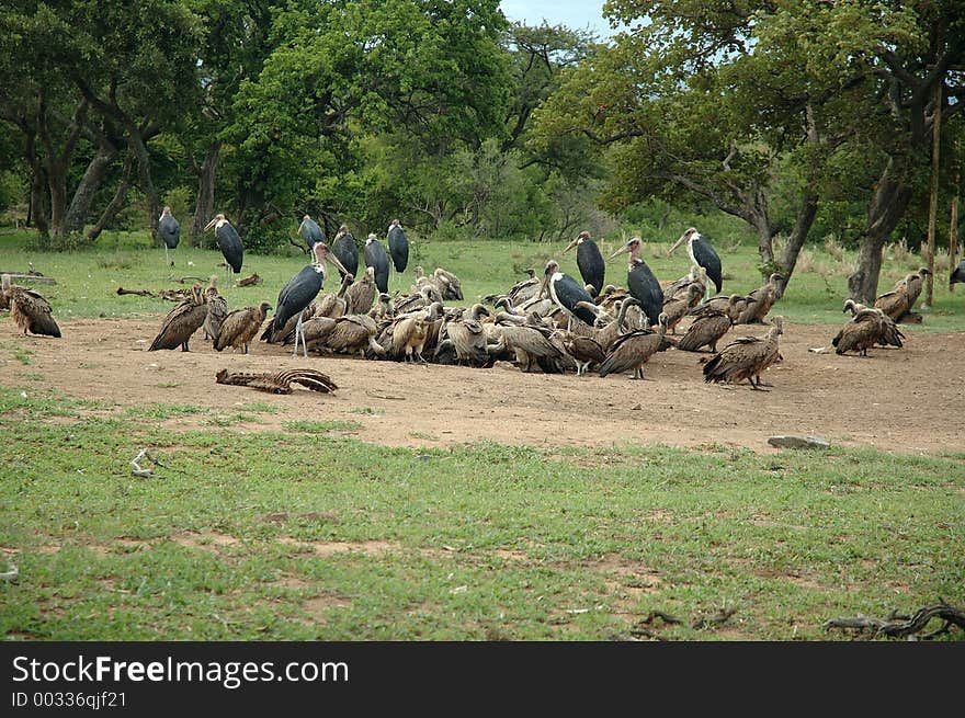 Vultures on a carcas