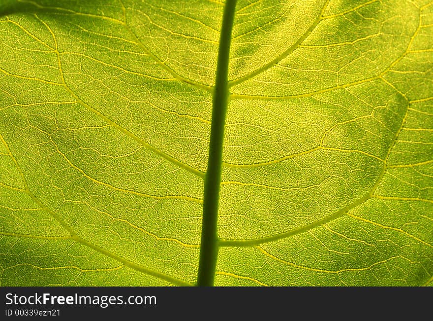 Green Leaf