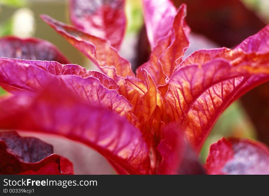 Red Leaf