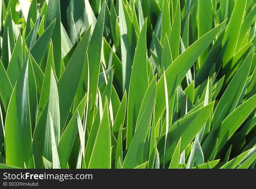 Green Leaf