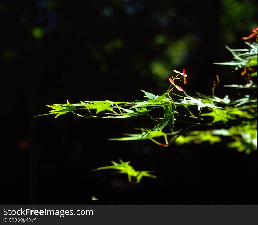 Green Leaf