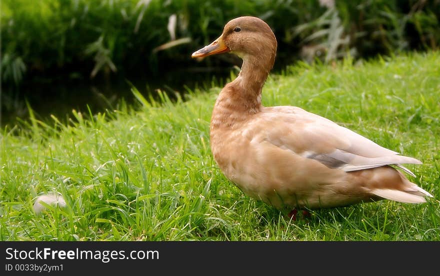 Brown duck standing on grass field