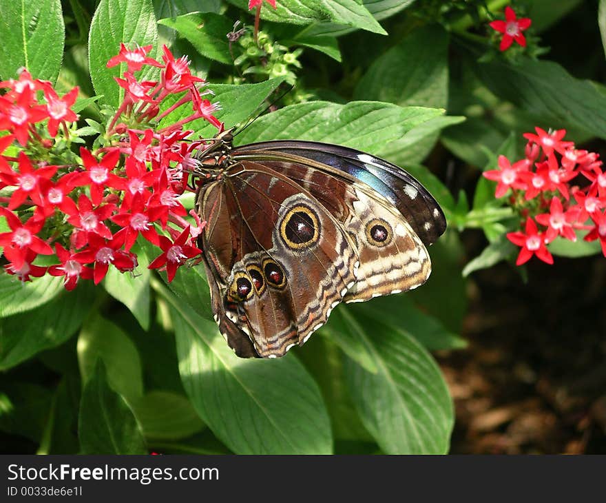 This picture was taken if the Batterfly Garden of the San Antonio zoo. This picture was taken if the Batterfly Garden of the San Antonio zoo