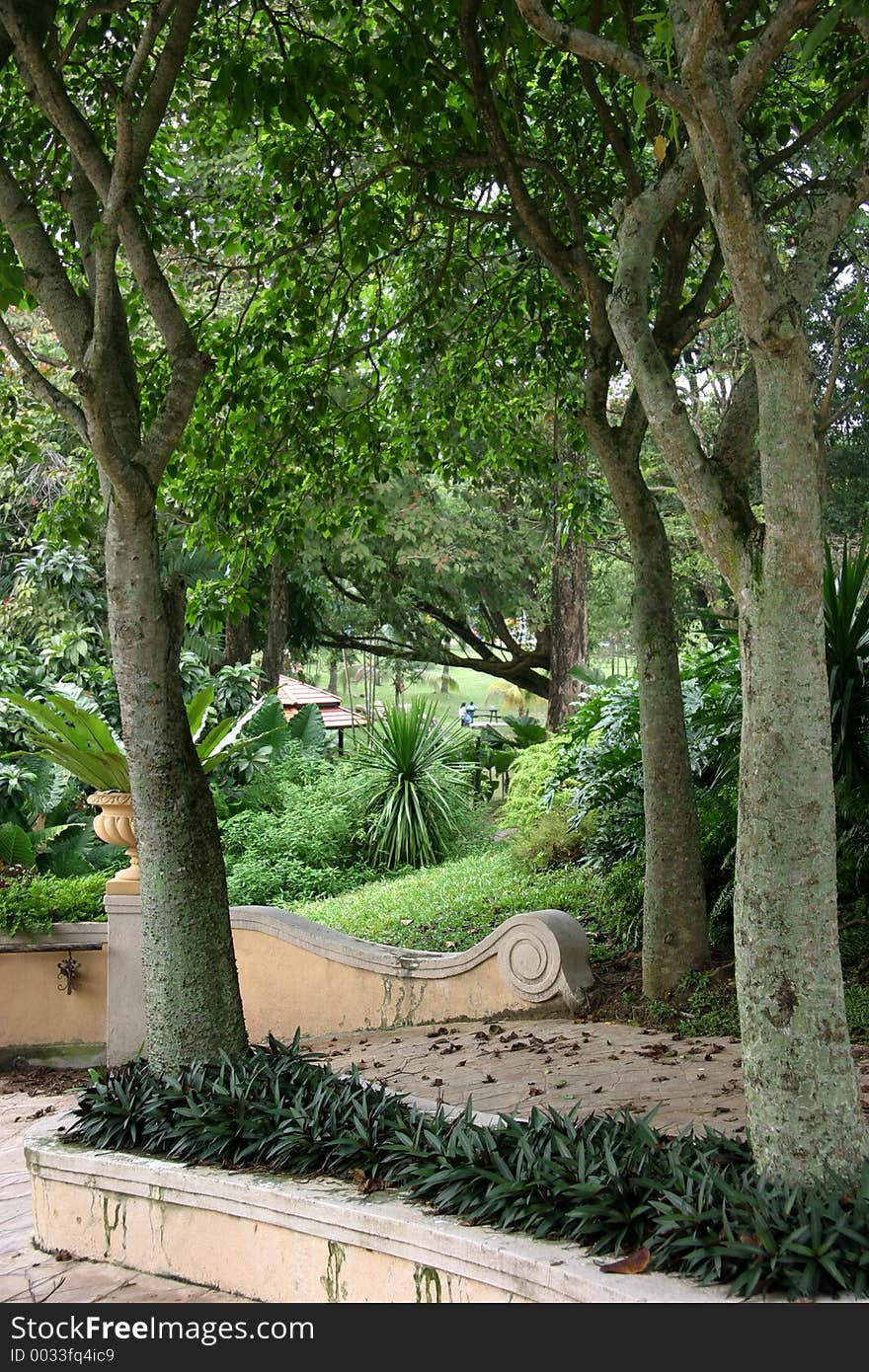 Green foliage framed by tree trunks in a park setting. Green foliage framed by tree trunks in a park setting