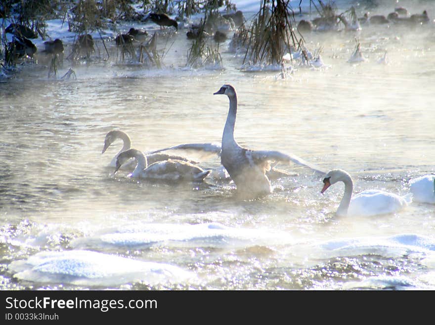 River and swan in winter