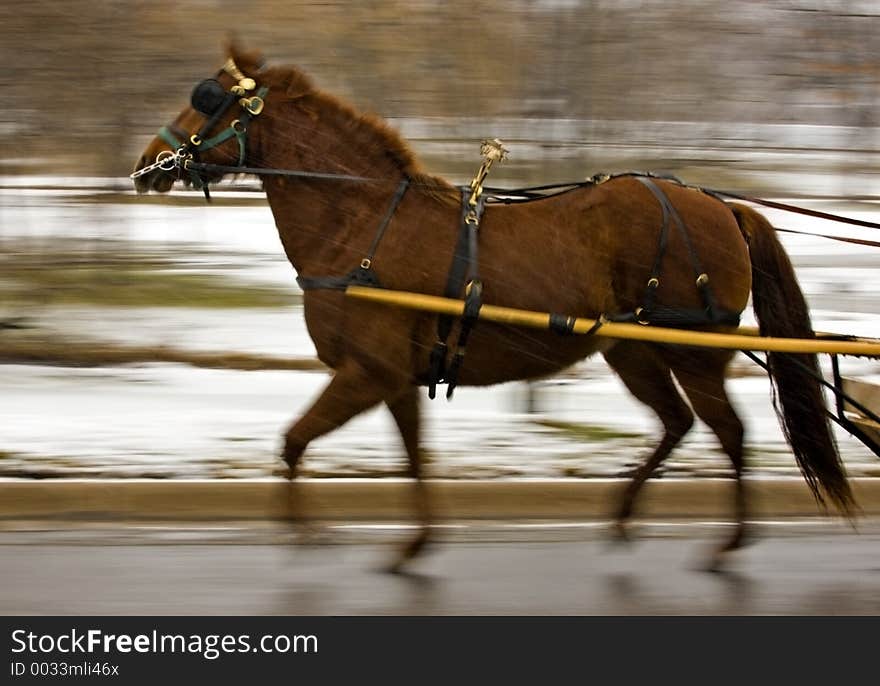 Chestnut Pulling 2 - Motion Blur