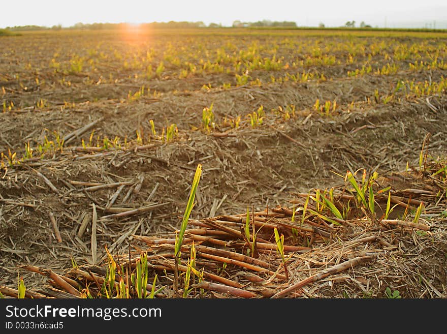 Sugarcane sunset