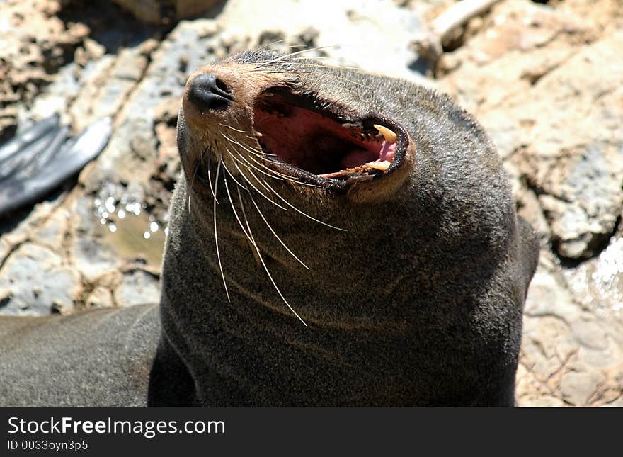 Yawning Fur Seal in the Sun